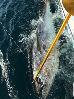 Blue Fin Tuna off Oregon Inlet!!