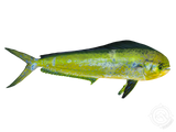 Dolphin Lure Kit