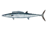 Wahoo Lure Kit