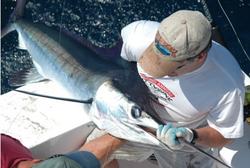 White Marlin Rig – Eye Catcher Lures